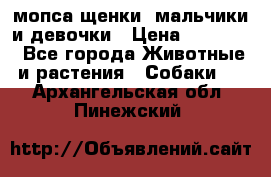 мопса щенки -мальчики и девочки › Цена ­ 25 000 - Все города Животные и растения » Собаки   . Архангельская обл.,Пинежский 